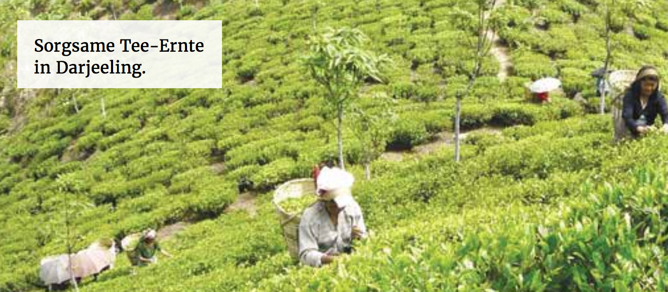 Wo gibt es Fairtrade Tee - Ökotopia Tee kaufen bei Pausenfrüchtchen - Wo kann man Fairtrade Produkte kaufen - Kaffee und Tee online bestellen